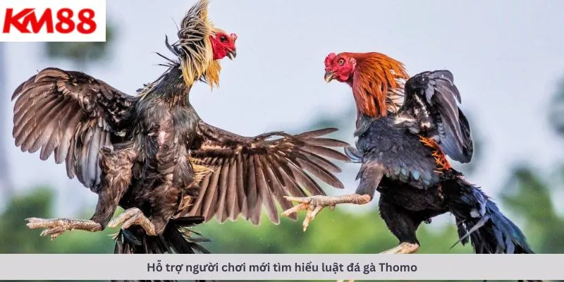 Đá gà cựa dao 7 Hỗ trợ người chơi tìm hiểu luật