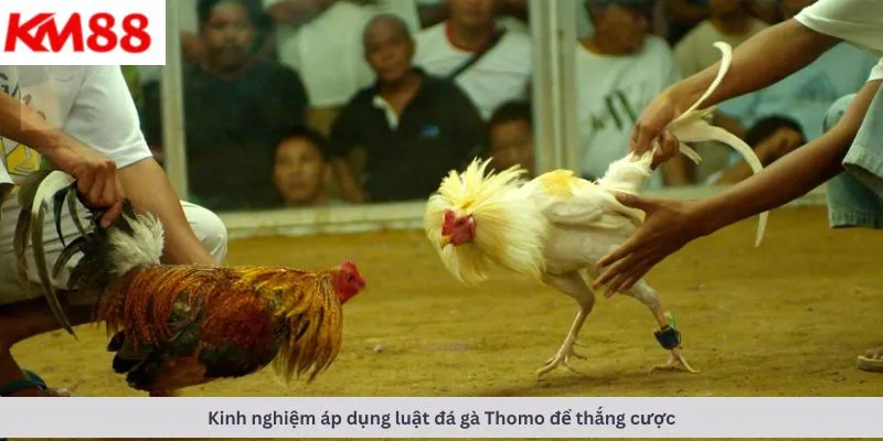 Đá gà cựa dao 6 Kinh nghiệm áp dụng luật
