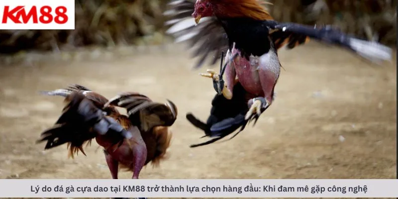 Lý do là lựa chọn hàng đầu
