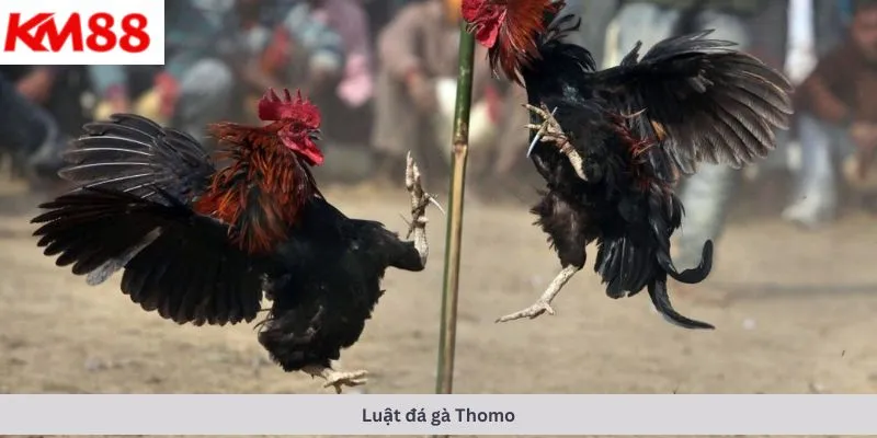 Luật đá gà Thomo